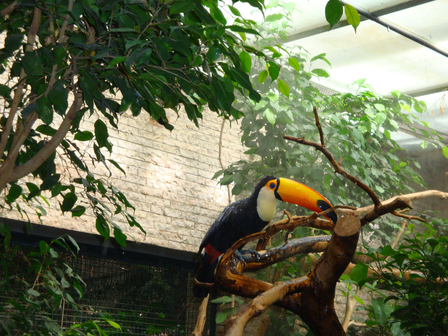 exotischer Vogel