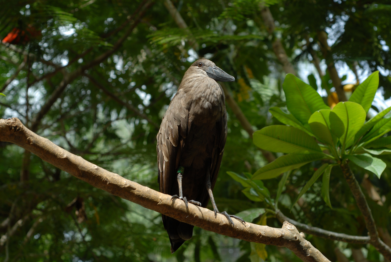 Exotischer Vogel im Palmitos-Park (Gran Canaria)