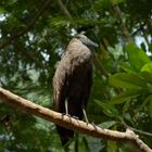 Exotischer Vogel im Palmitos-Park (Gran Canaria)