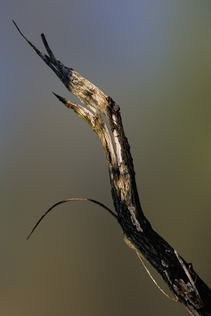 exotischer wald und wiesenvogel