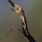 exotischer wald und wiesenvogel