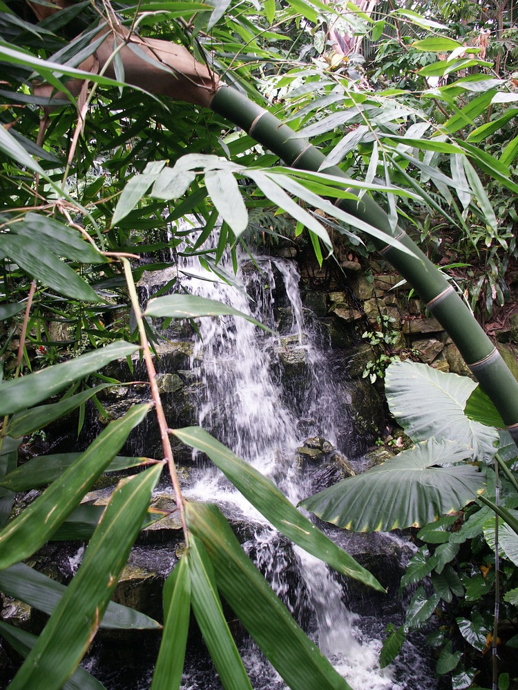 Exotischer Wasserfall