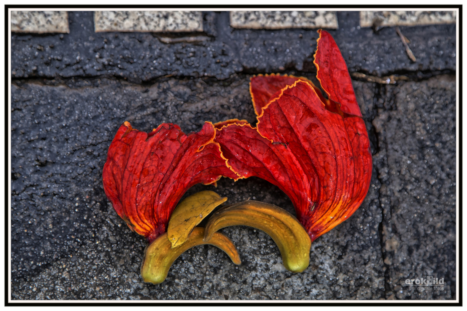 exotisches Fallobst Foto &amp; Bild | abstraktes, pflanzen, pilze ...