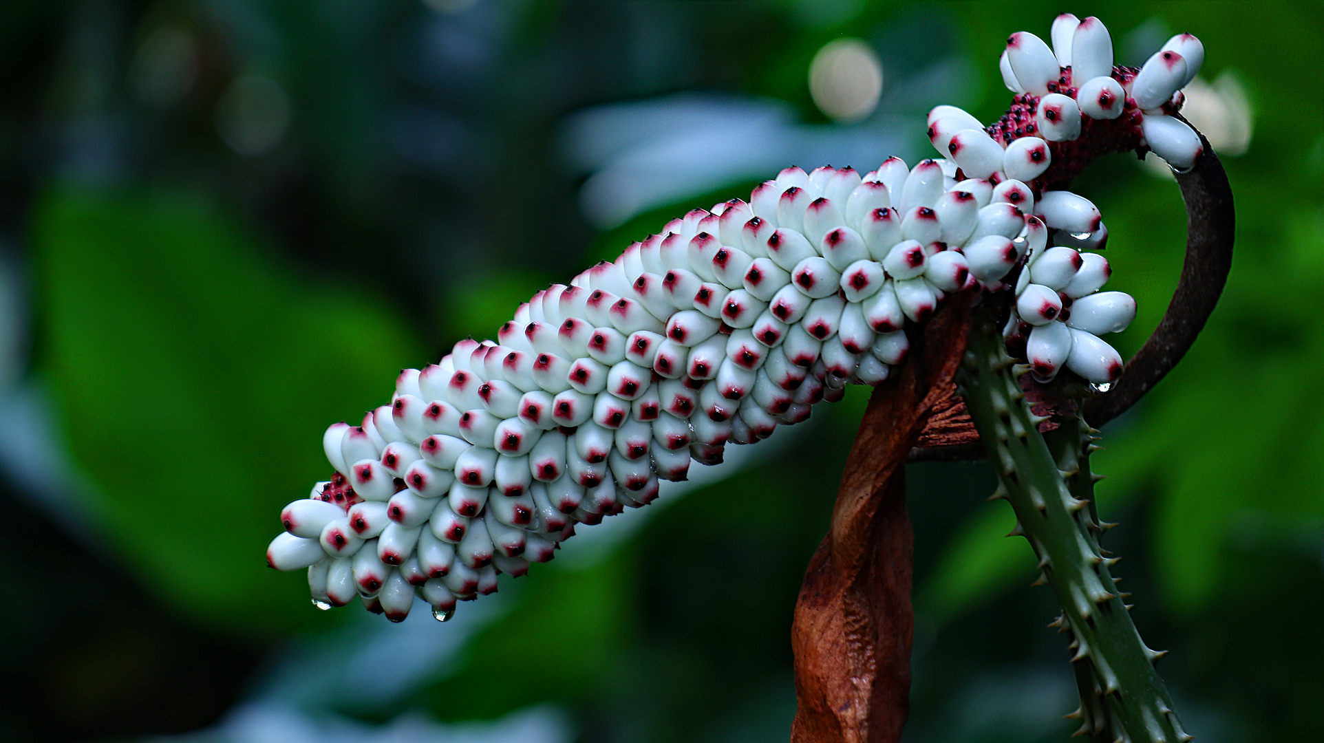 exotisches Mittwochsblümchen