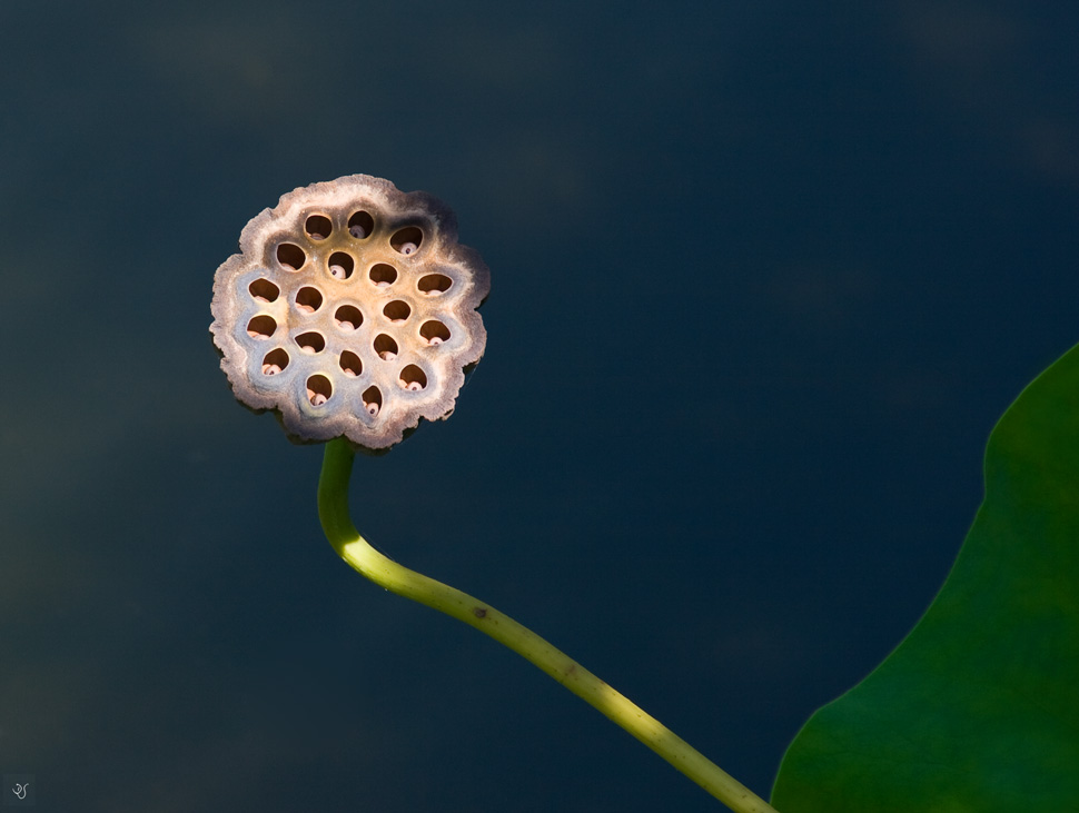 Exotisches Schweben