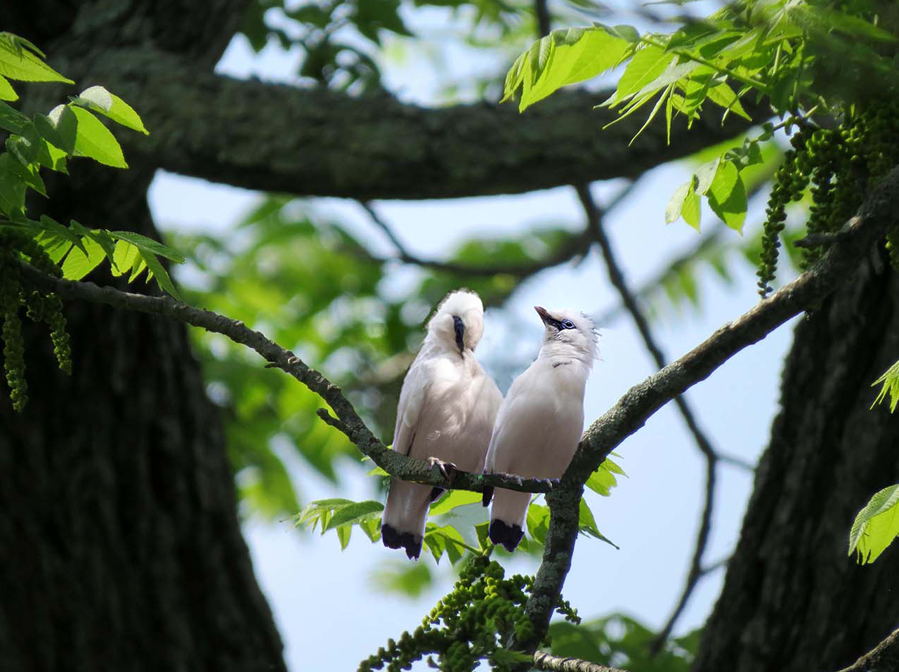 Exotisches Vogelpaar