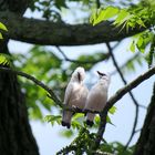 Exotisches Vogelpaar