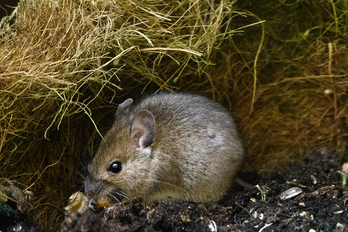 Expat oder wie kommt eine Waldmaus in den Garten?