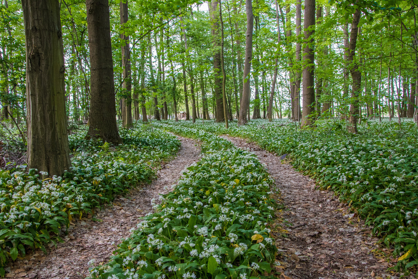 Expedition durch den Bärlauchwald