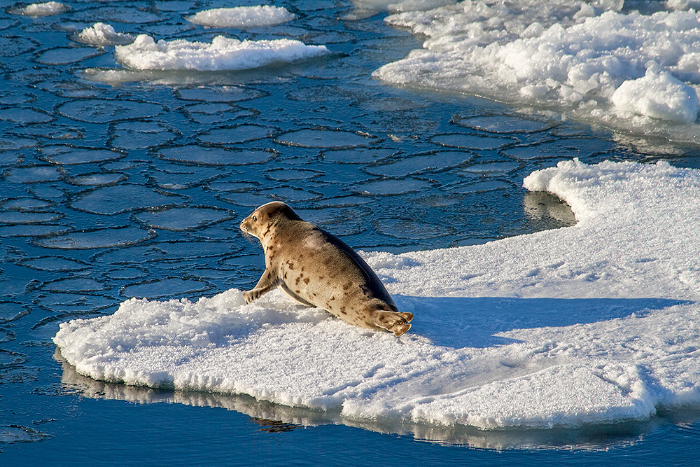 Expedition Nordmeer - 31