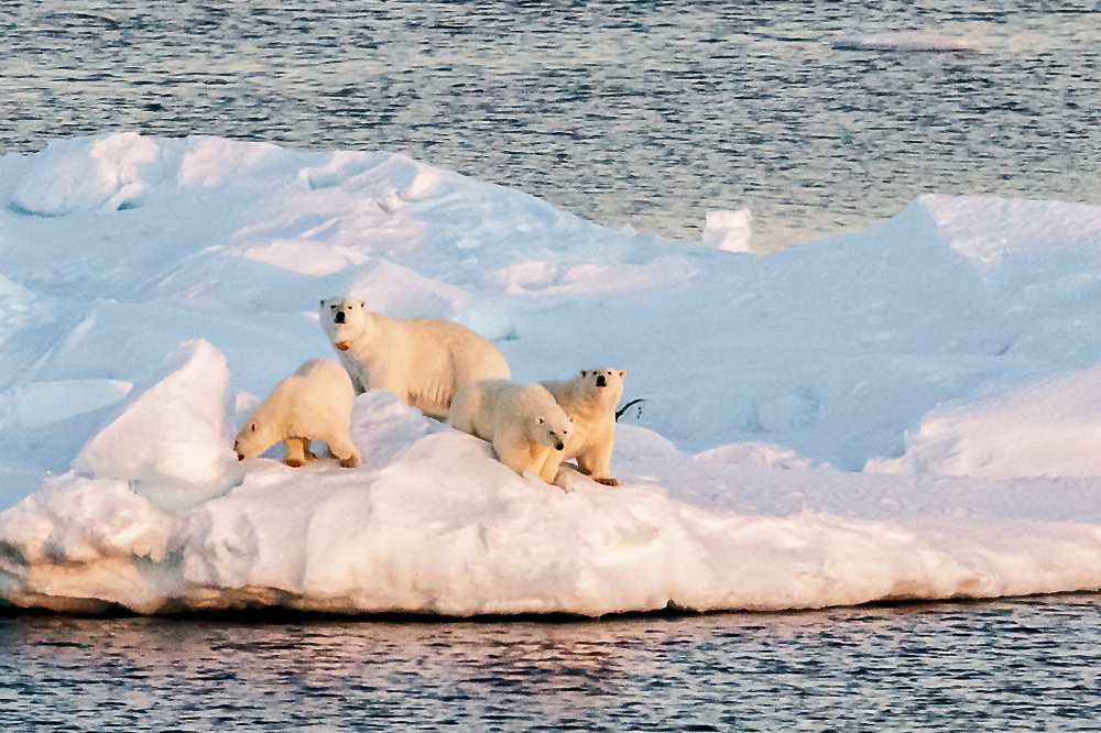 Expedition Nordmeer - 85