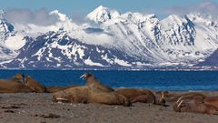 Expedition Spitzbergen