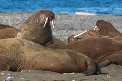Expedition Spitzbergen