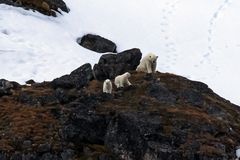 Expedition Spitzbergen