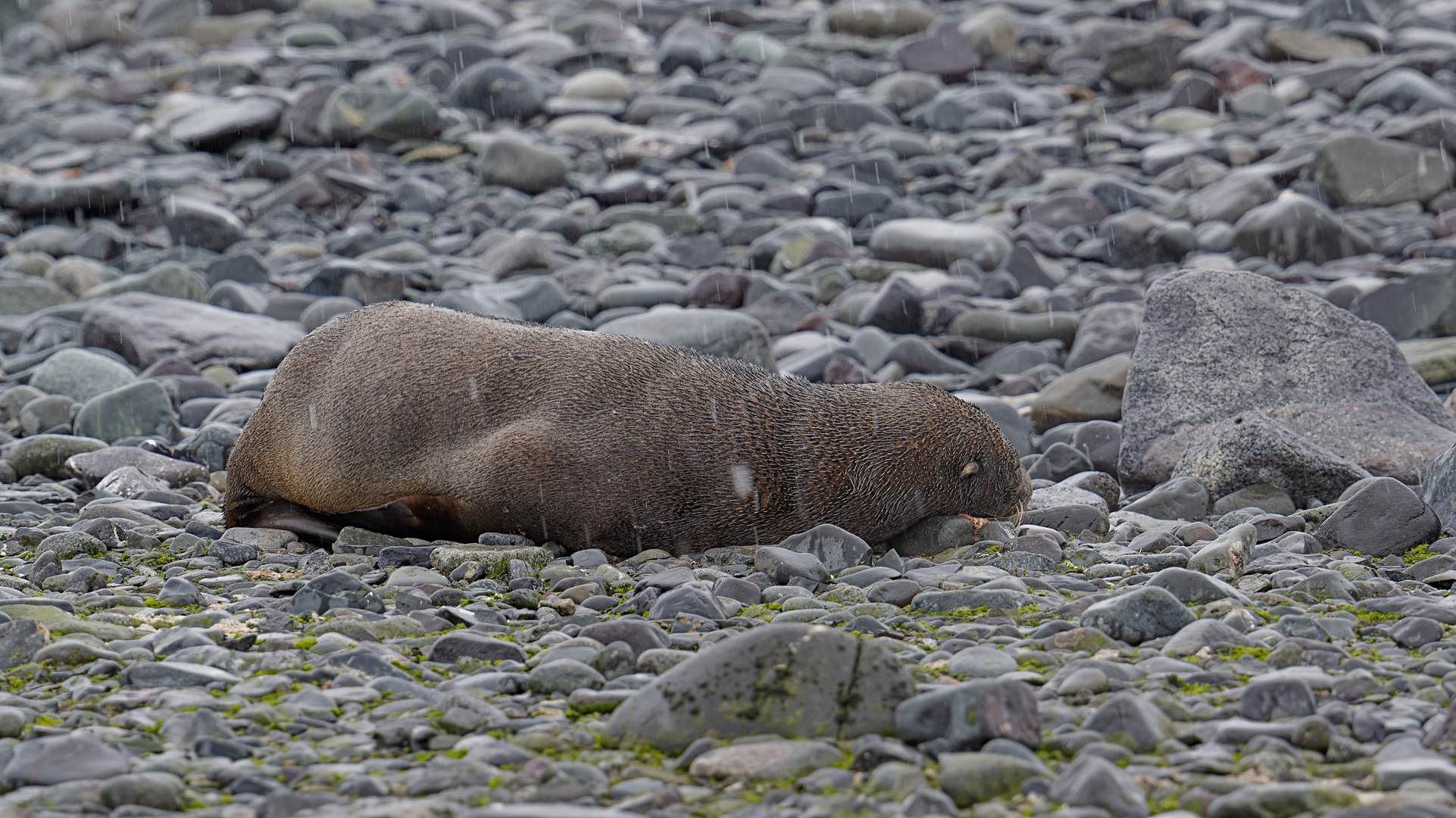 Expeditions-Reise in die Antarktis mit 'Roald Amundsen', Hurtigruten