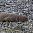 Expeditions-Reise in die Antarktis mit 'Roald Amundsen', Hurtigruten