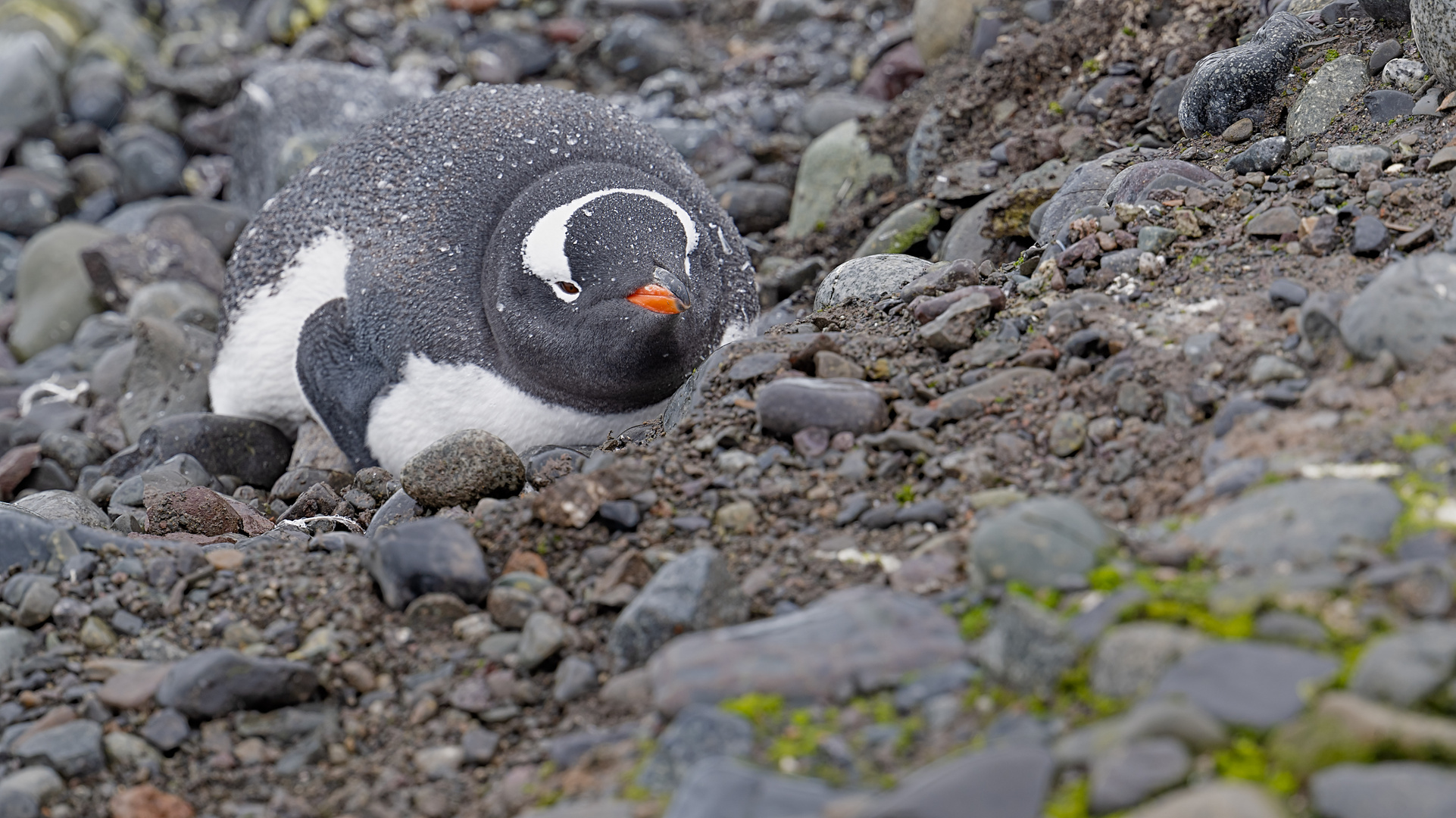 Expeditions-Reise in die Antarktis mit 'Roald Amundsen', Hurtigruten