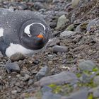 Expeditions-Reise in die Antarktis mit 'Roald Amundsen', Hurtigruten