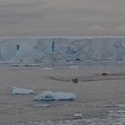 Expeditions-Reise in die Antarktis mit 'Roald Amundsen', Hurtigruten