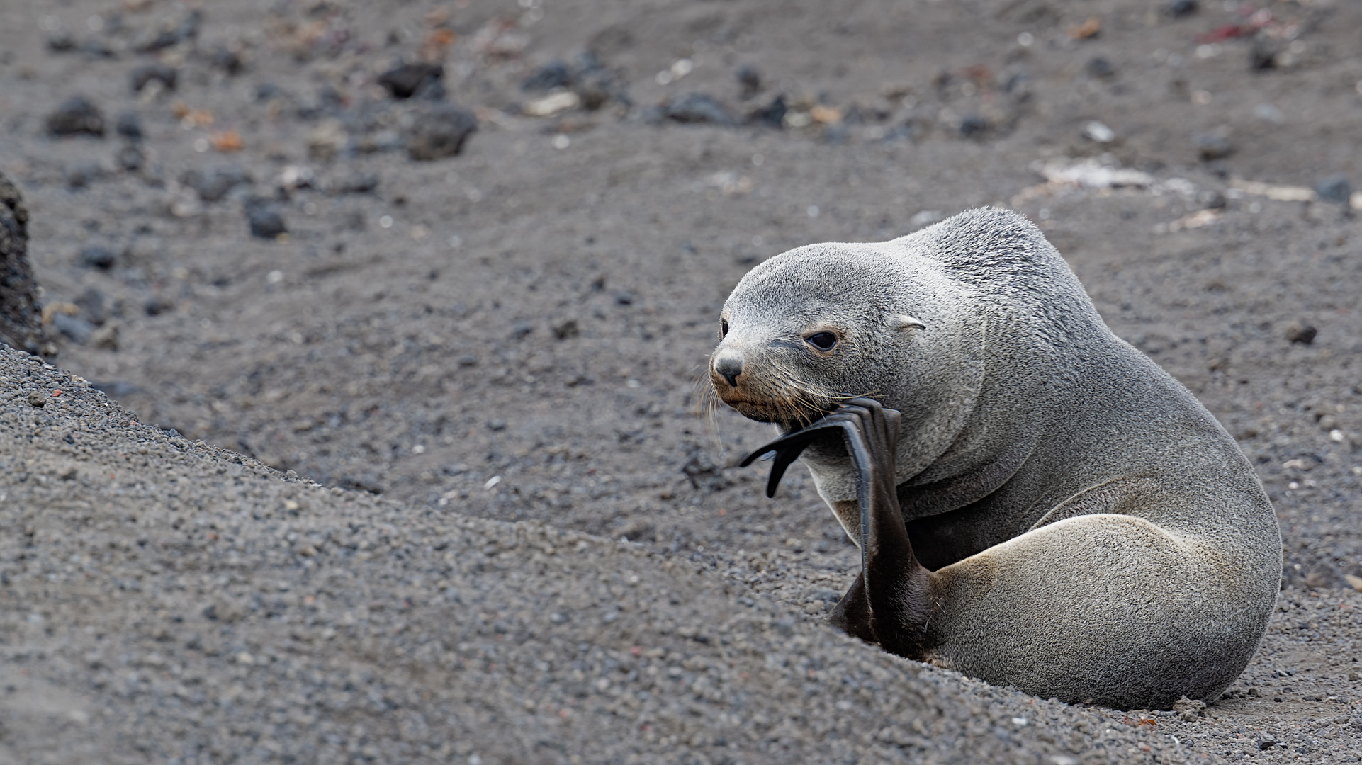 Expeditions-Reise in die Antarktis mit 'Roald Amundsen', Hurtigruten