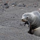 Expeditions-Reise in die Antarktis mit 'Roald Amundsen', Hurtigruten