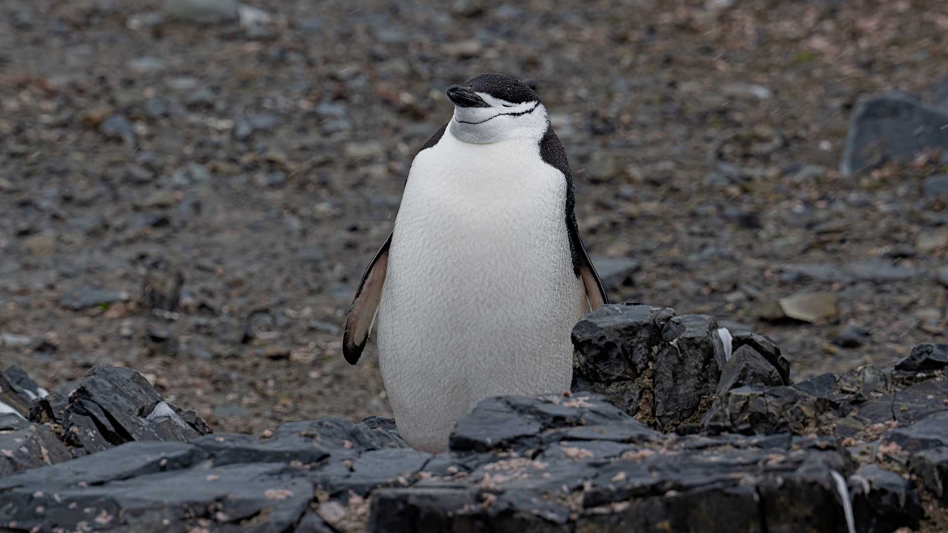 Expeditions-Reise in die Antarktis mit 'Roald Amundsen', Hurtigruten