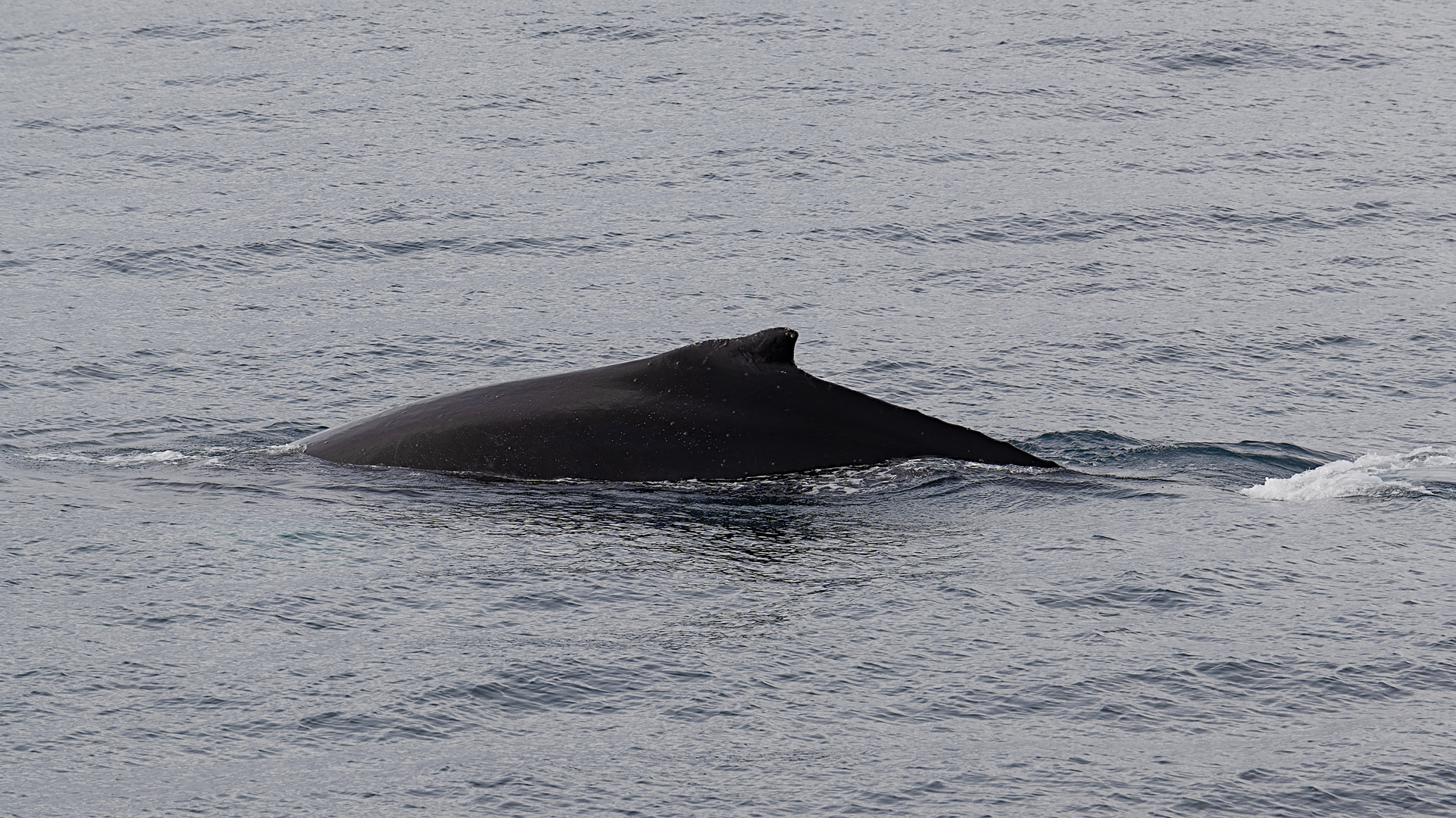 Expeditions-Reise in die Antarktis mit 'Roald Amundsen', Hurtigruten