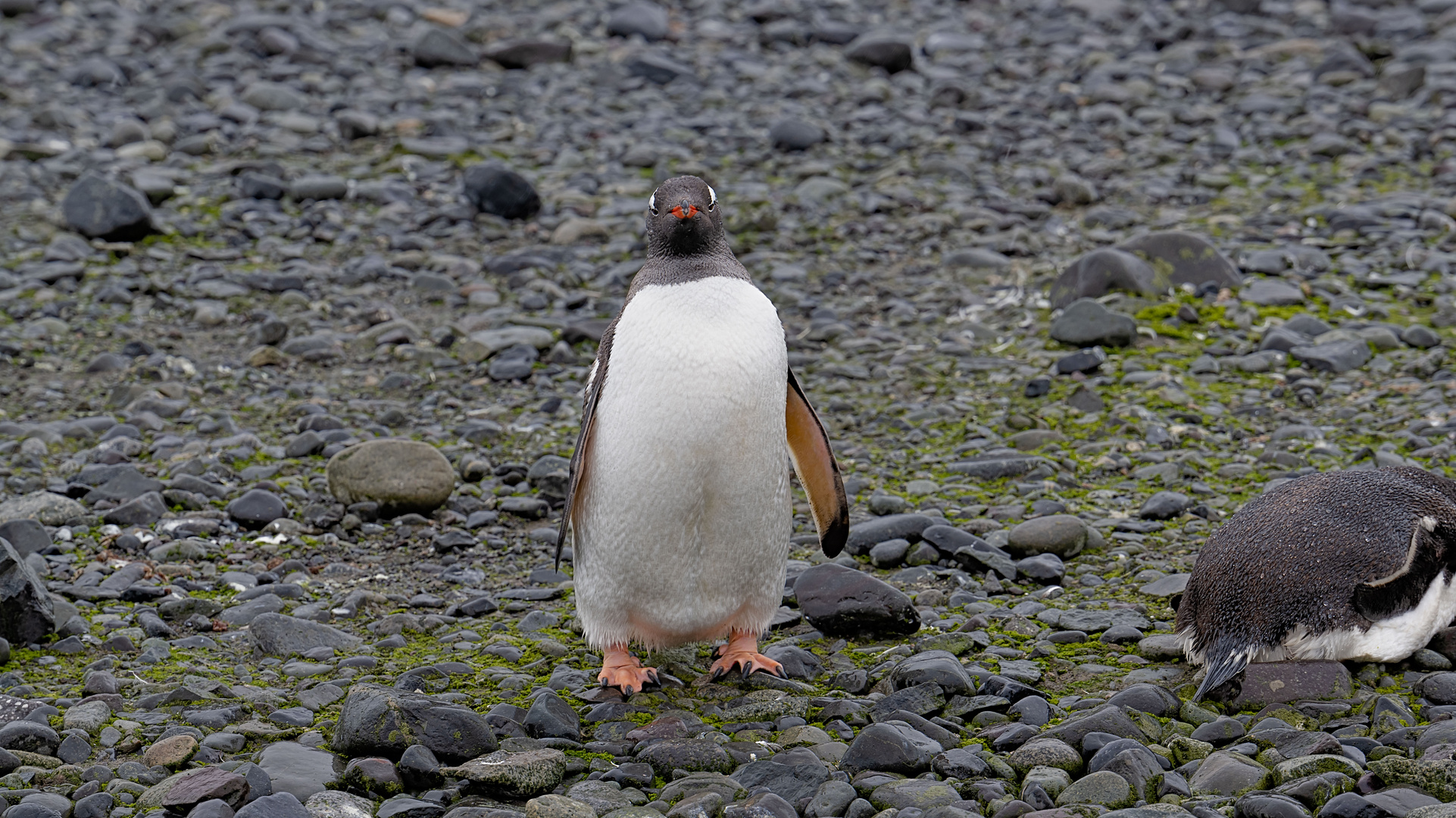 Expeditions-Reise in die Antarktis mit 'Roald Amundsen', Hurtigruten