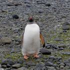 Expeditions-Reise in die Antarktis mit 'Roald Amundsen', Hurtigruten