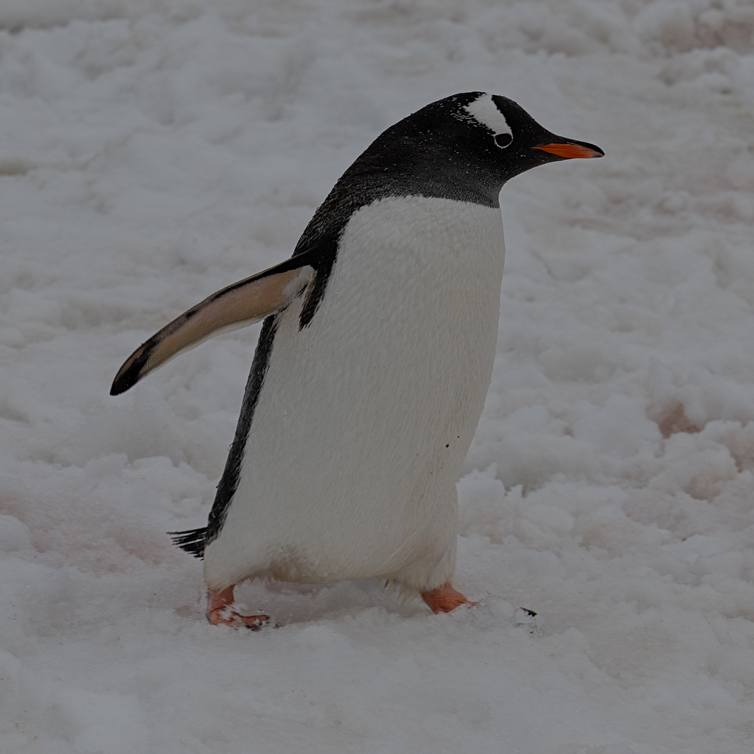 Expeditions-Reise in die Antarktis mit 'Roald Amundsen', Hurtigruten