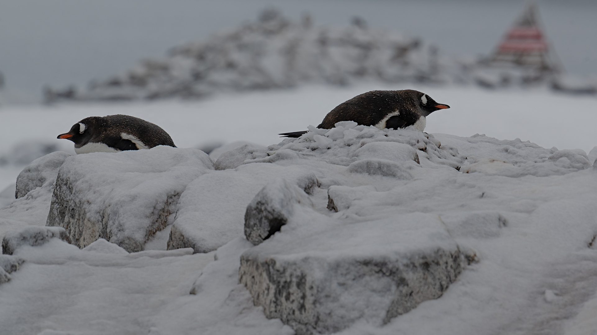 Expeditions-Reise in die Antarktis mit 'Roald Amundsen', Hurtigruten