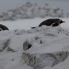 Expeditions-Reise in die Antarktis mit 'Roald Amundsen', Hurtigruten