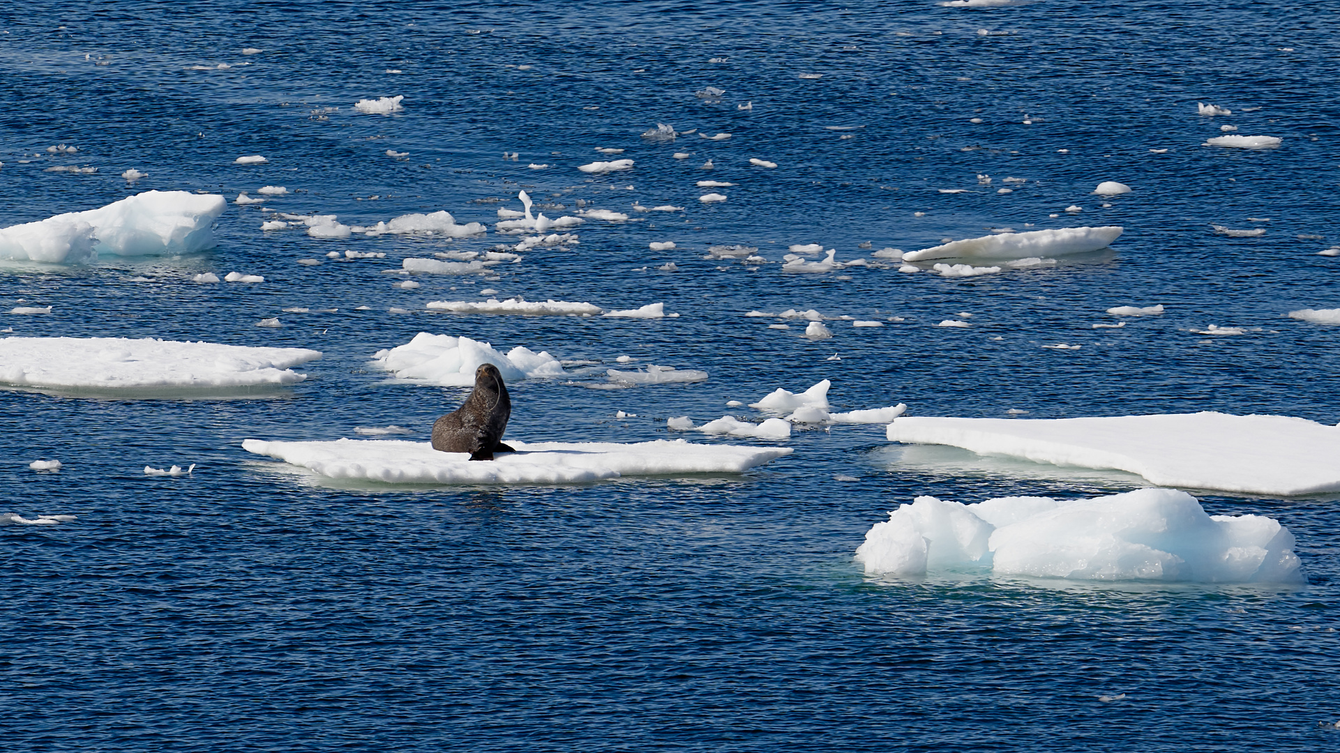 Expeditions-Reise in die Antarktis mit 'Roald Amundsen', Hurtigruten