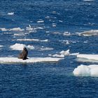 Expeditions-Reise in die Antarktis mit 'Roald Amundsen', Hurtigruten