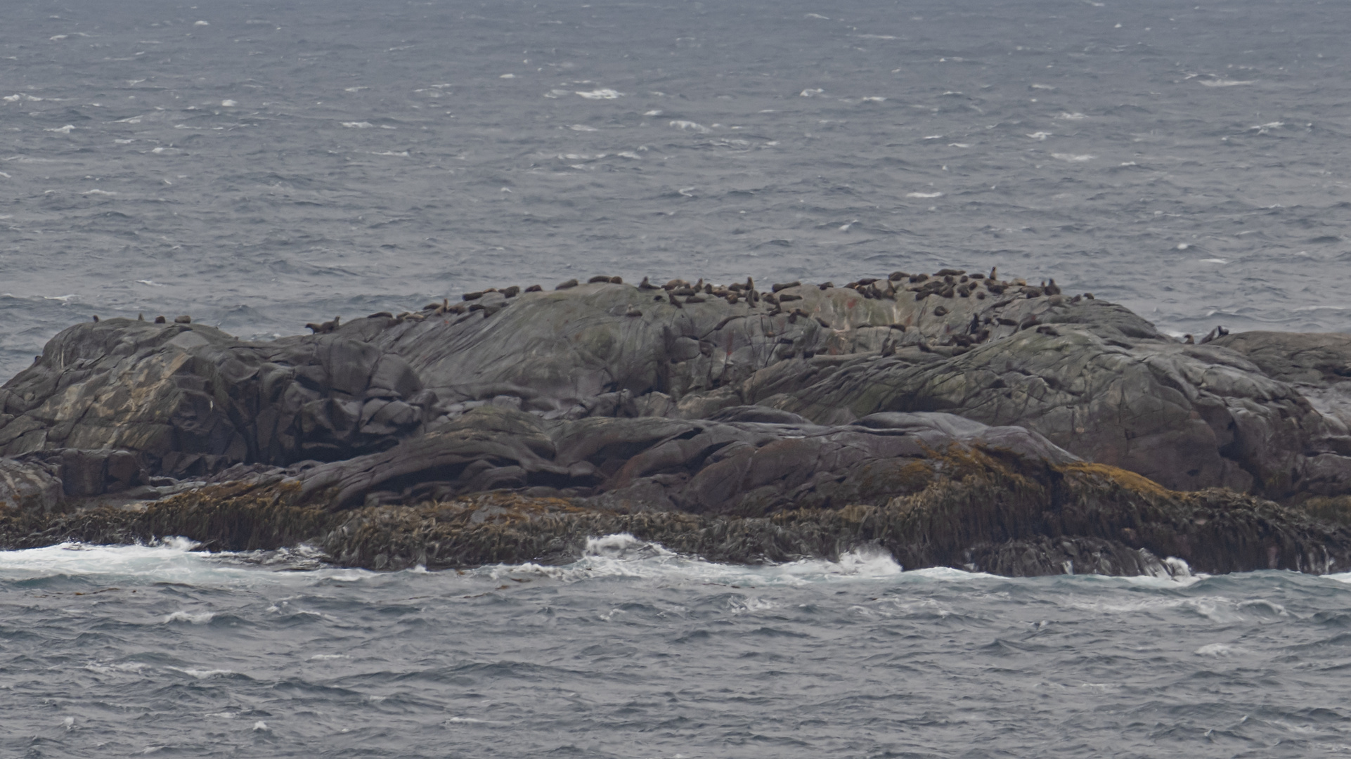 Expeditions-Reise in die Antarktis mit 'Roald Amundsen', Hurtigruten