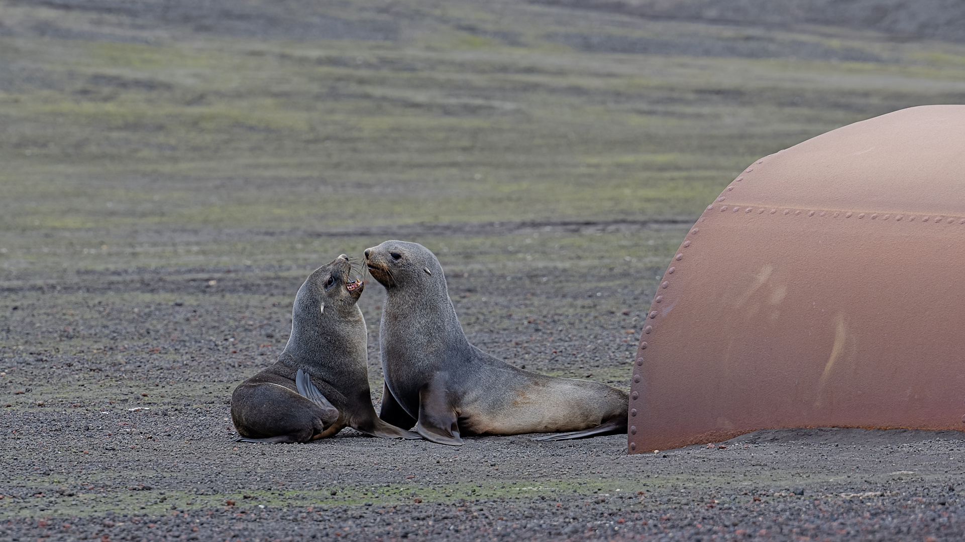 Expeditions-Reise in die Antarktis mit 'Roald Amundsen', Hurtigruten