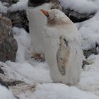 Expeditions-Reise in die Antarktis mit 'Roald Amundsen', Hurtigruten