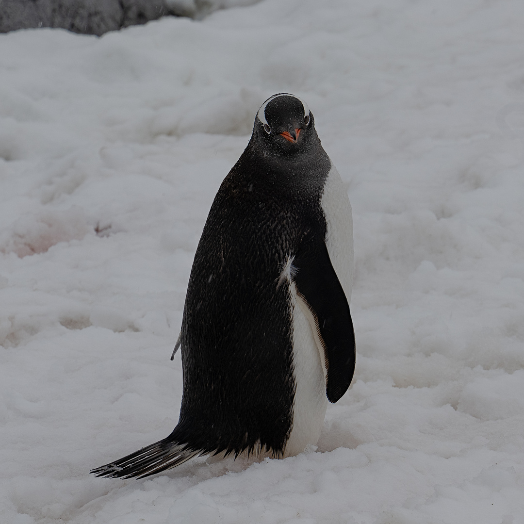 Expeditions-Reise in die Antarktis mit 'Roald Amundsen', Hurtigruten