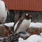 Expeditions-Reise in die Antarktis mit 'Roald Amundsen', Hurtigruten