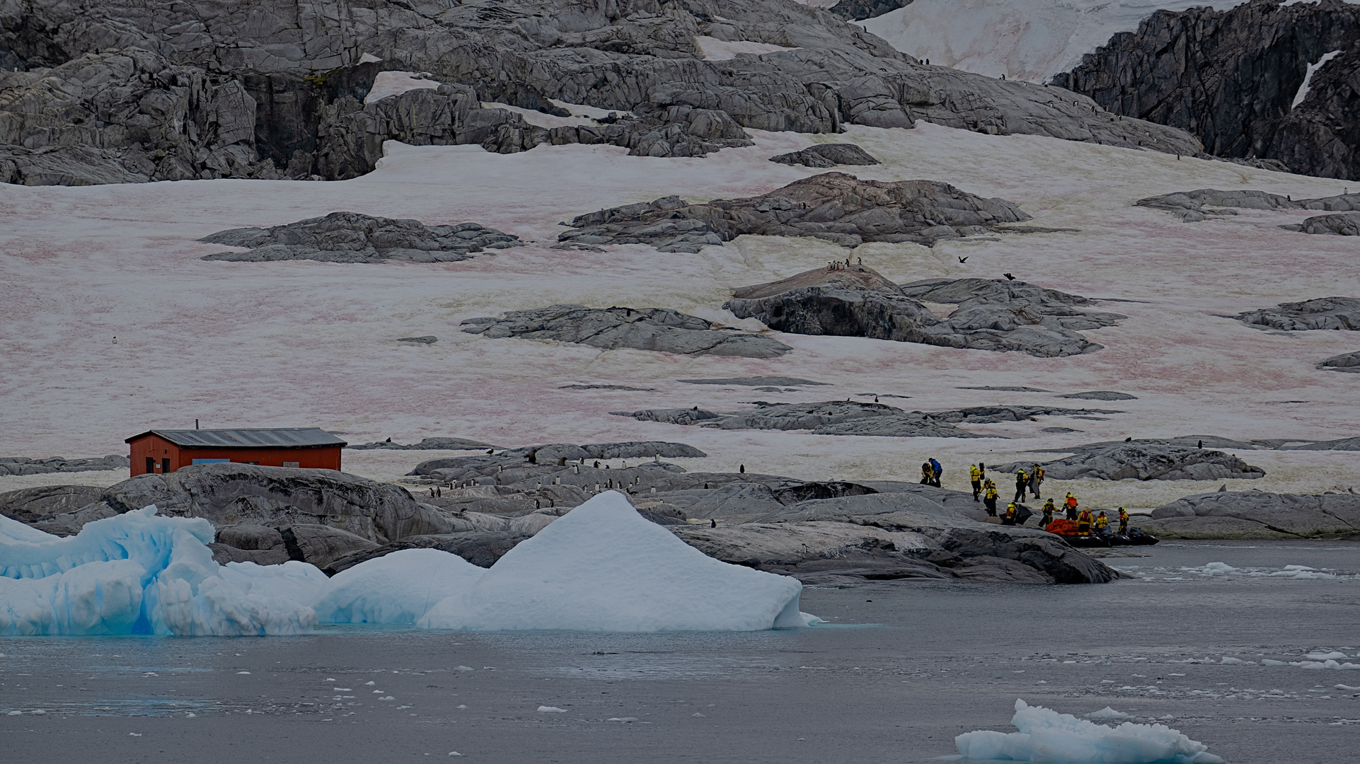 Expeditions-Reise in die Antarktis mit 'Roald Amundsen', Hurtigruten