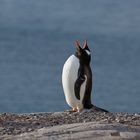 Expeditions-Reise in die Antarktis mit 'Roald Amundsen', Hurtigruten