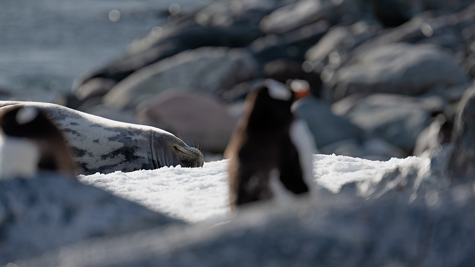 Expeditions-Reise in die Antarktis mit 'Roald Amundsen', Hurtigruten