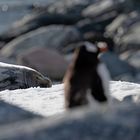 Expeditions-Reise in die Antarktis mit 'Roald Amundsen', Hurtigruten