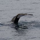 Expeditions-Reise in die Antarktis mit 'Roald Amundsen', Hurtigruten