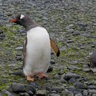 Expeditions-Reise in die Antarktis mit 'Roald Amundsen', Hurtigruten