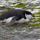 Expeditions-Reise in die Antarktis mit 'Roald Amundsen', Hurtigruten