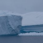 Expeditions-Reise in die Antarktis mit 'Roald Amundsen', Hurtigruten