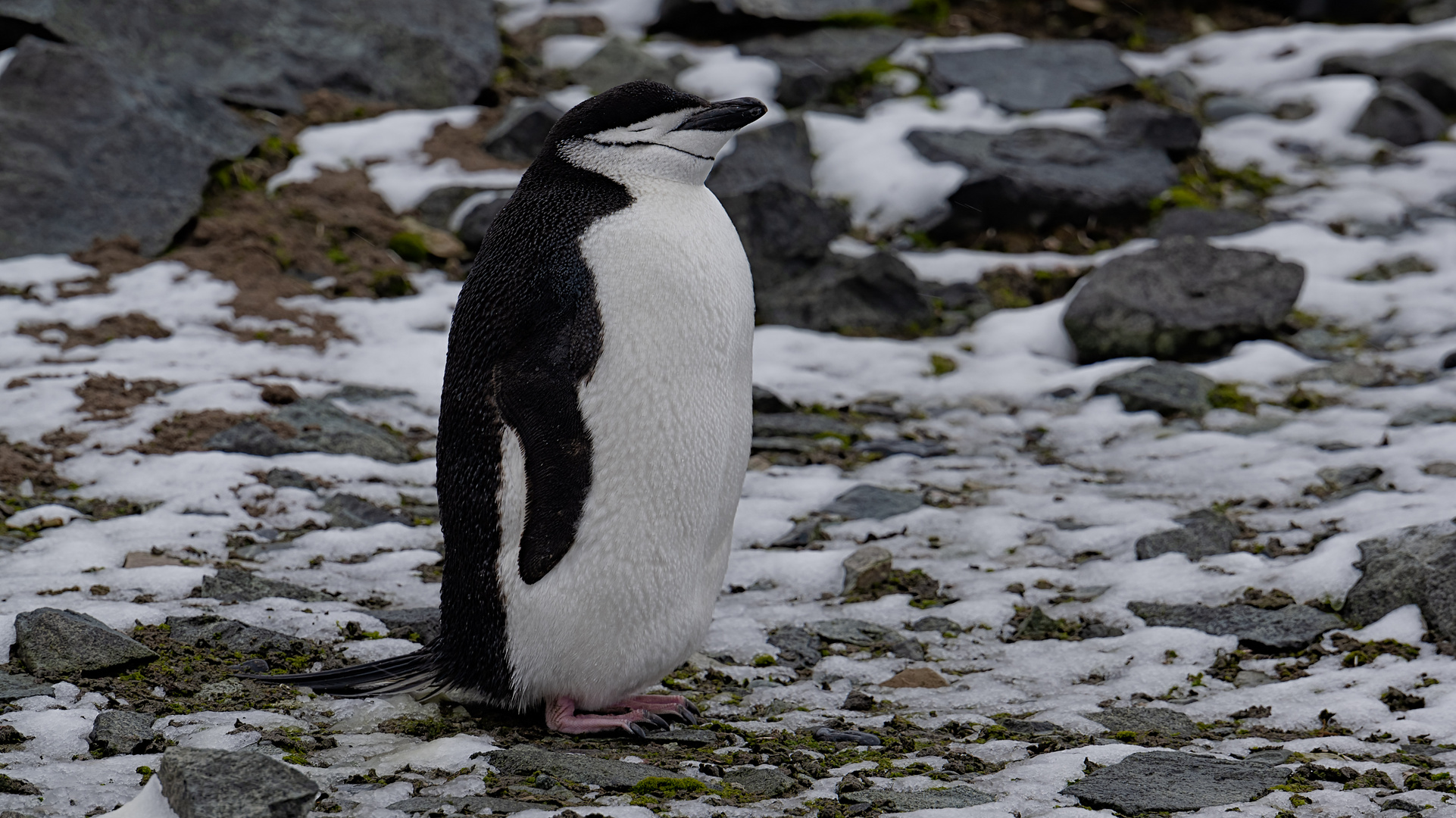 Expeditions-Reise in die Antarktis mit 'Roald Amundsen', Hurtigruten