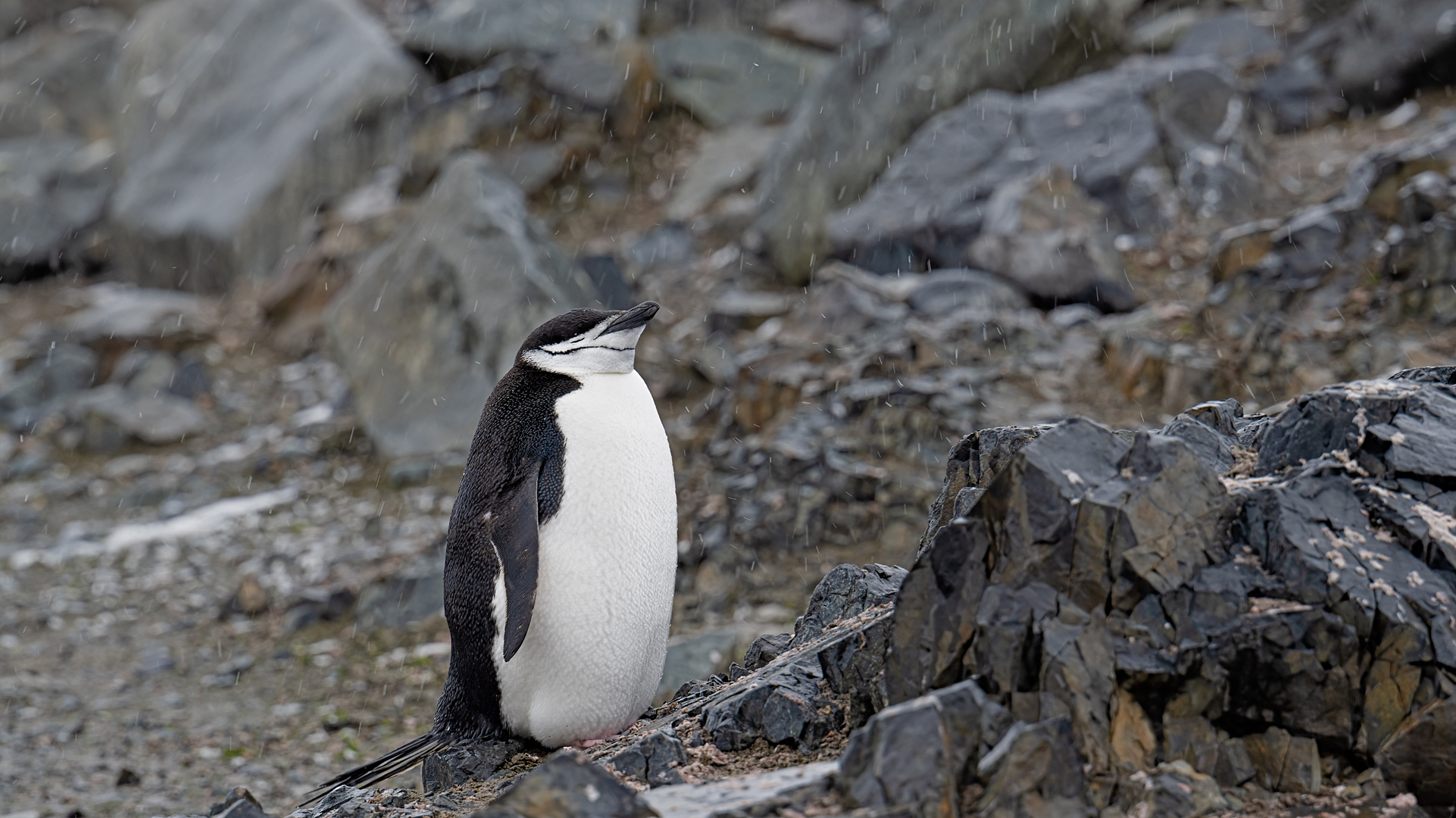 Expeditions-Reise in die Antarktis mit 'Roald Amundsen', Hurtigruten