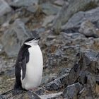 Expeditions-Reise in die Antarktis mit 'Roald Amundsen', Hurtigruten